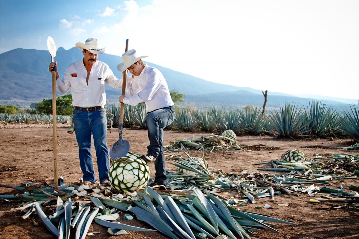 Raicilla, una bebida tapatía prima del tequila y el mezcal
