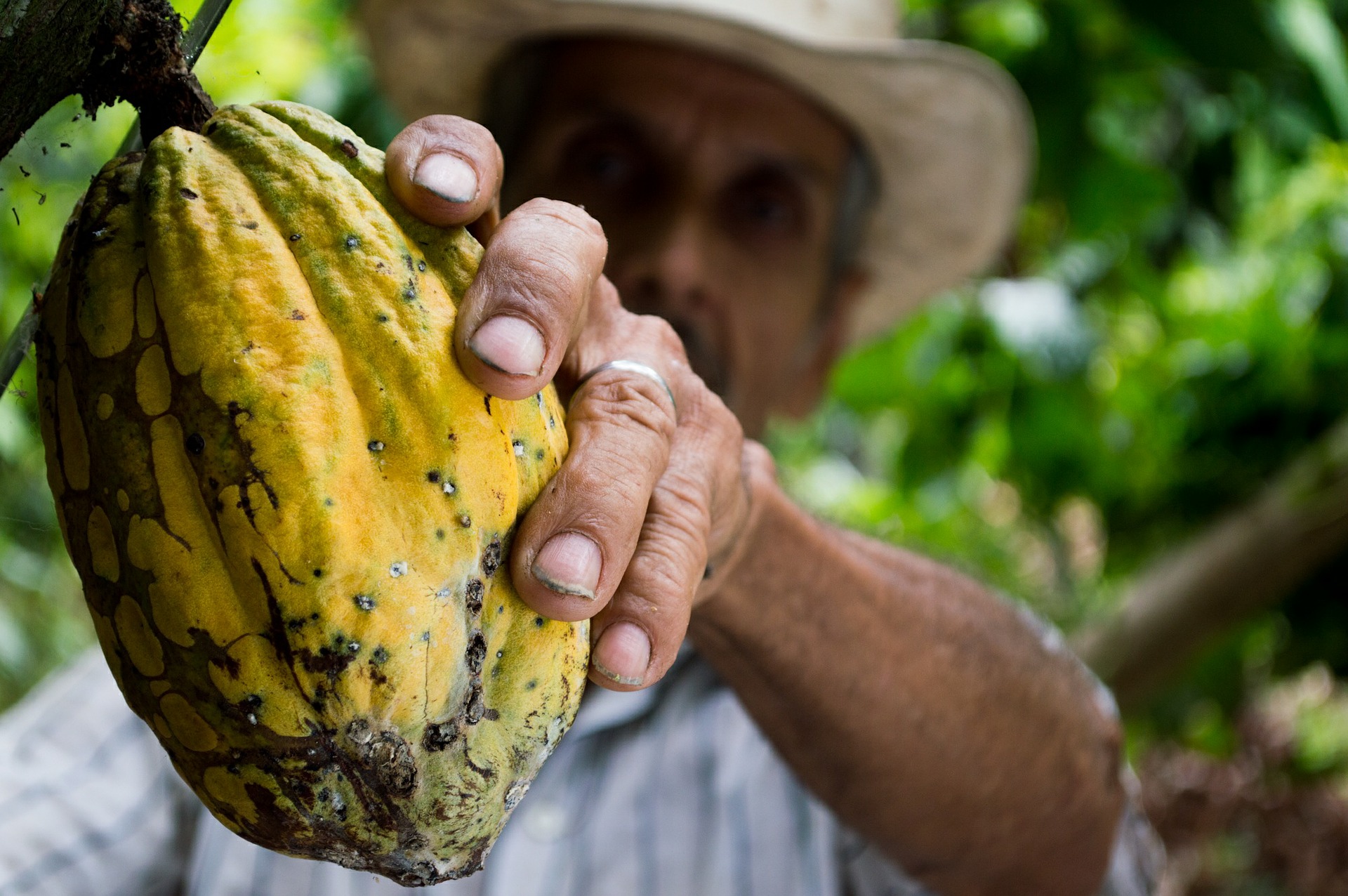 El futuro del cacao mexicano  y las especies endémicas