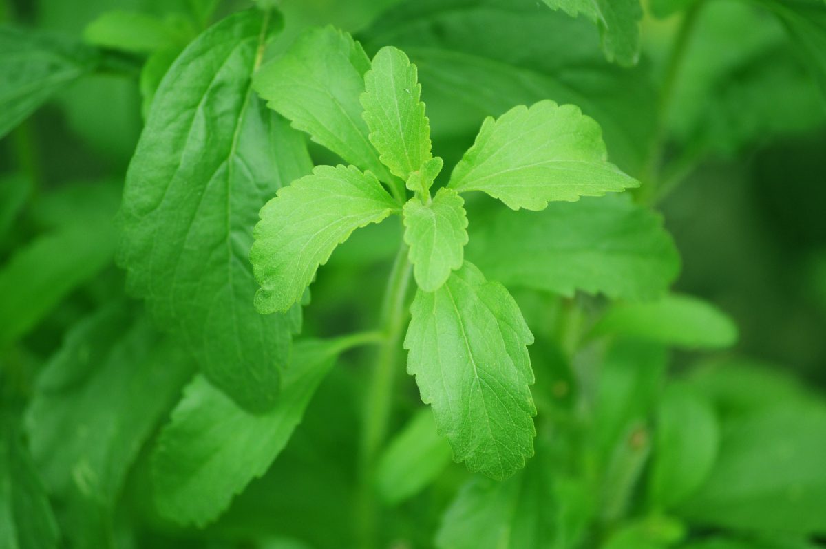 Stevia, el sustituto de azúcar que en realidad es... ¿¡una planta?!
