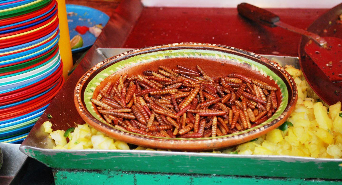 Gusanos de maguey y chinicuiles, los reyes entre los insectos comestibles