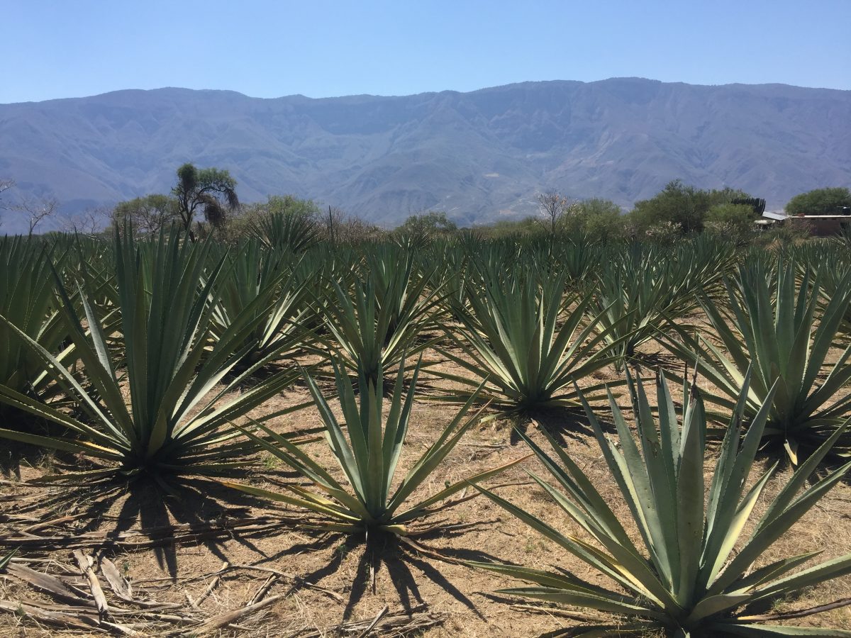 Tuxca, un mezcal jalisciense con alma colimota