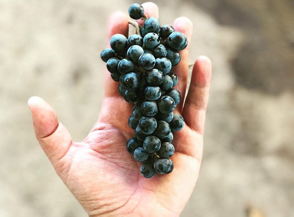 Que el vino mexicano nunca deje de ser arte: la filosofía de José Luis Durand