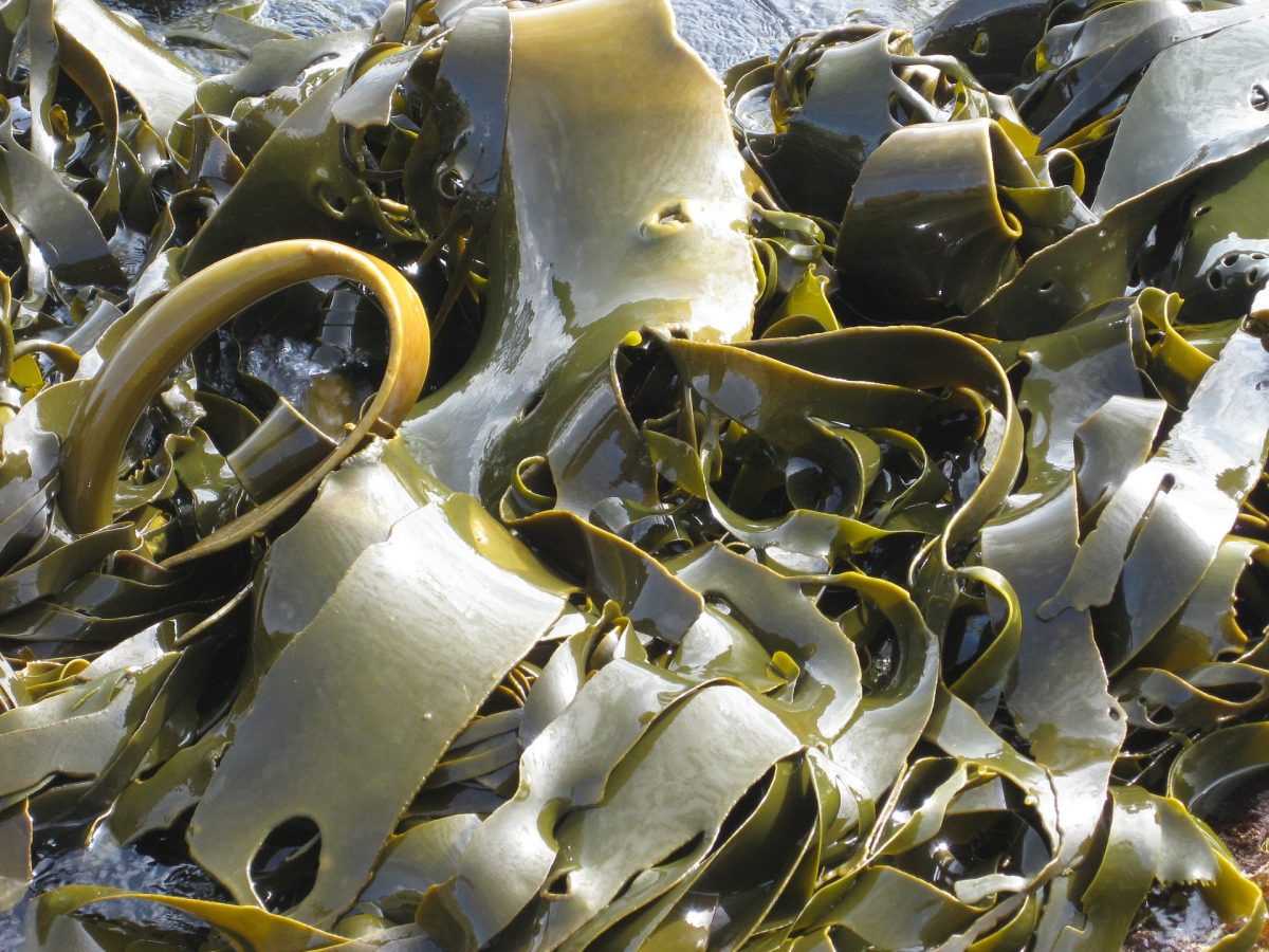 Conoce el kelp, un superalimento del que no habías escuchado