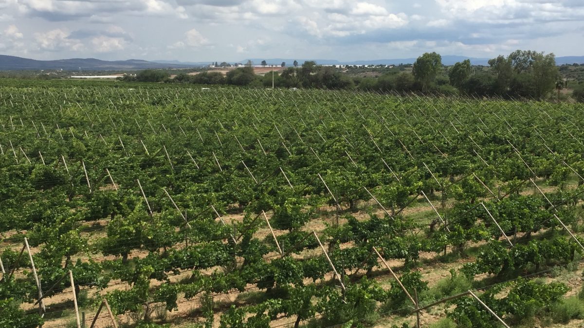 Un plan distinto: has una visita virtual a bodegas de vino