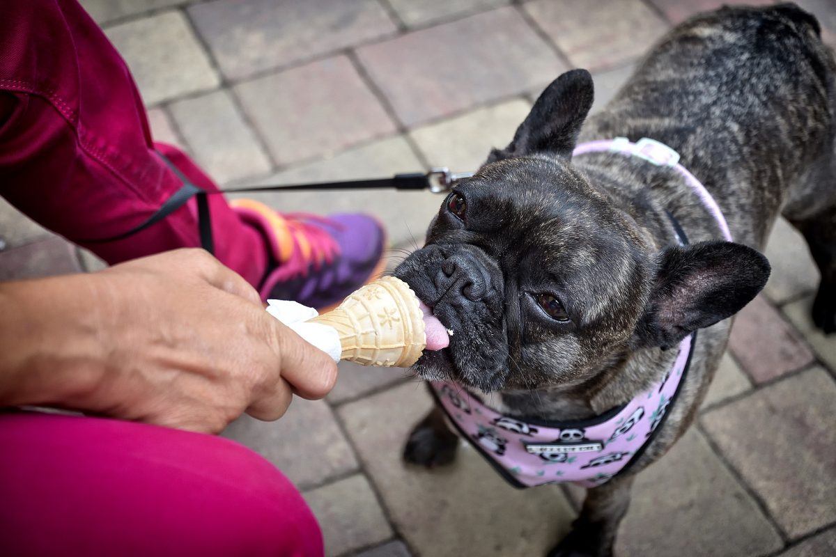 ¡Esta nevería tiene increíbles helados para perros y también para sus dueños!