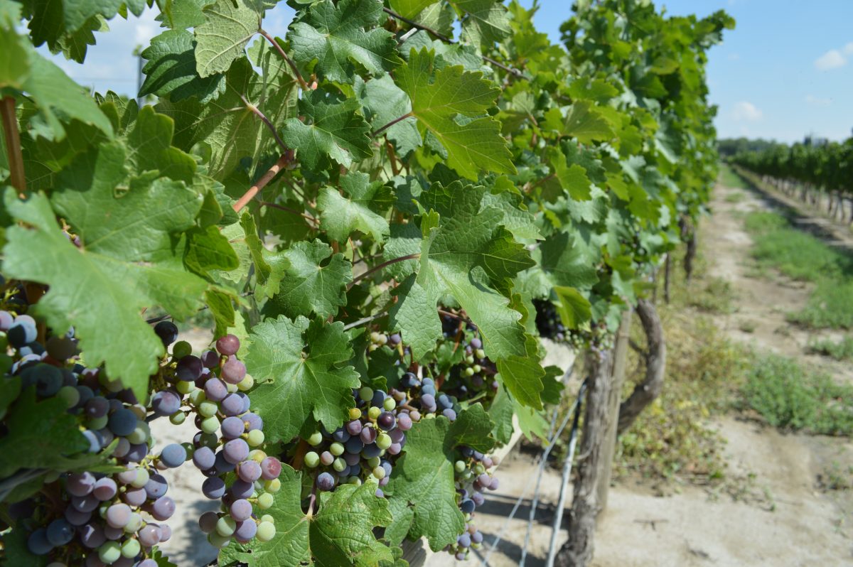 Seis viñedos en Coahuila que debes conocer este verano