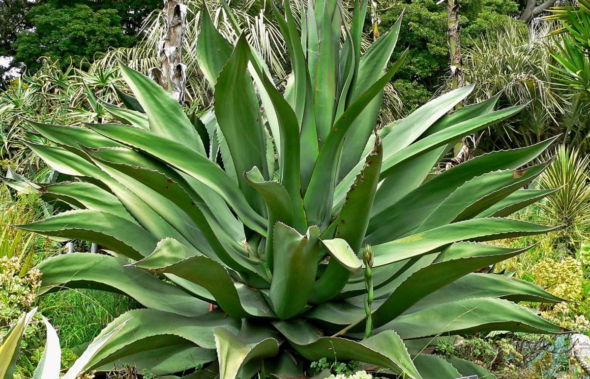 Glosario del Pulque, todo lo que necesitas saber para entender la bebida de los dioses