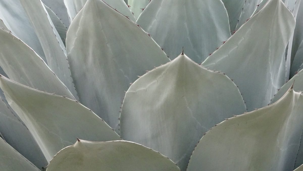 Tallacua: la única pulquería de Valle de Santiago, Guanajuato