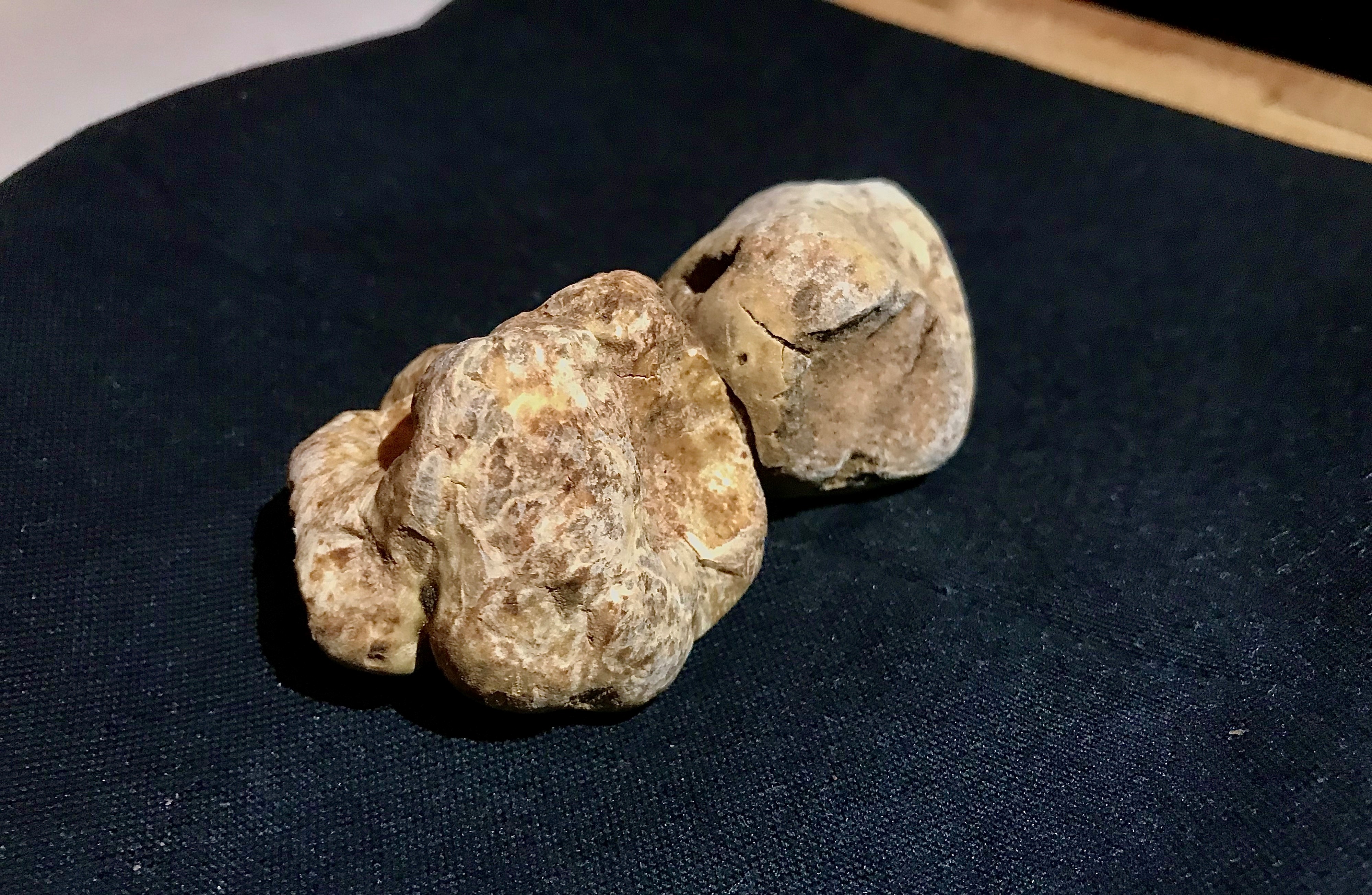 Trufa blanca italiana, el diamante de la gastronomía mundial