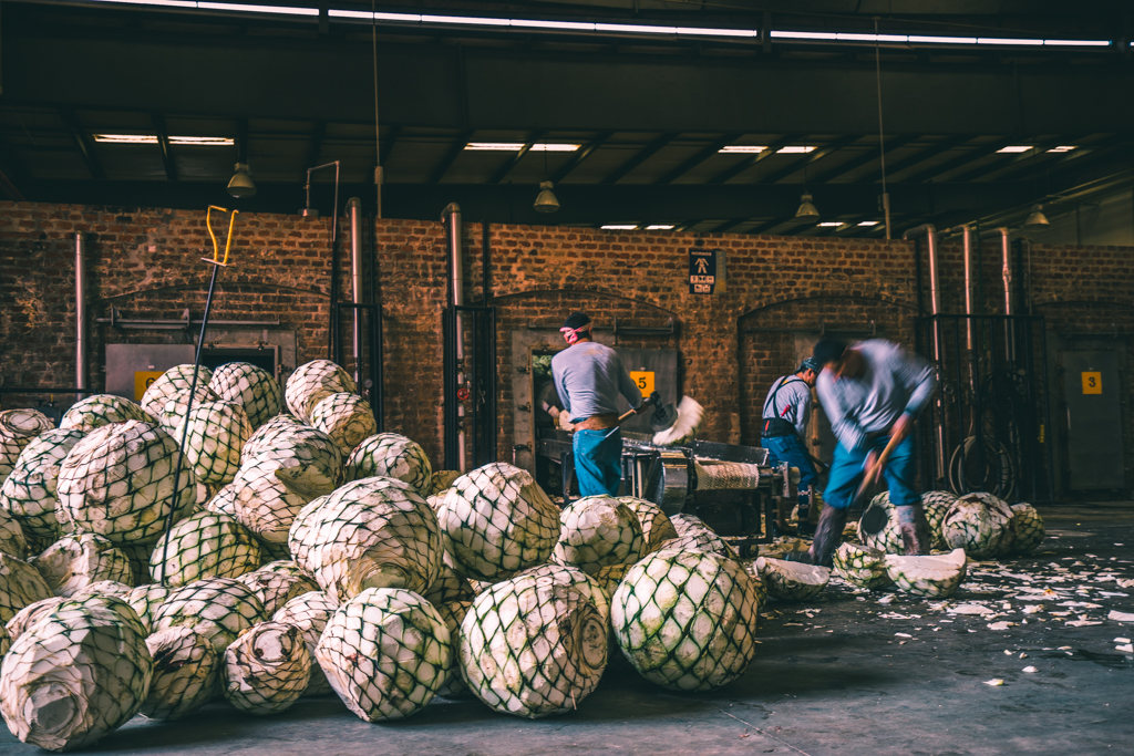 Un paraíso en los Altos de Jalisco para conocer la producción de Tequila