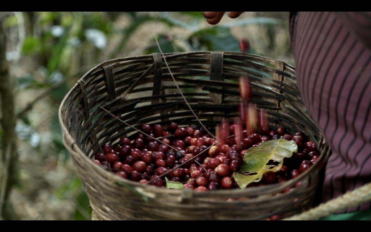 Café chiapaneco: los secretos para tener granos increíbles