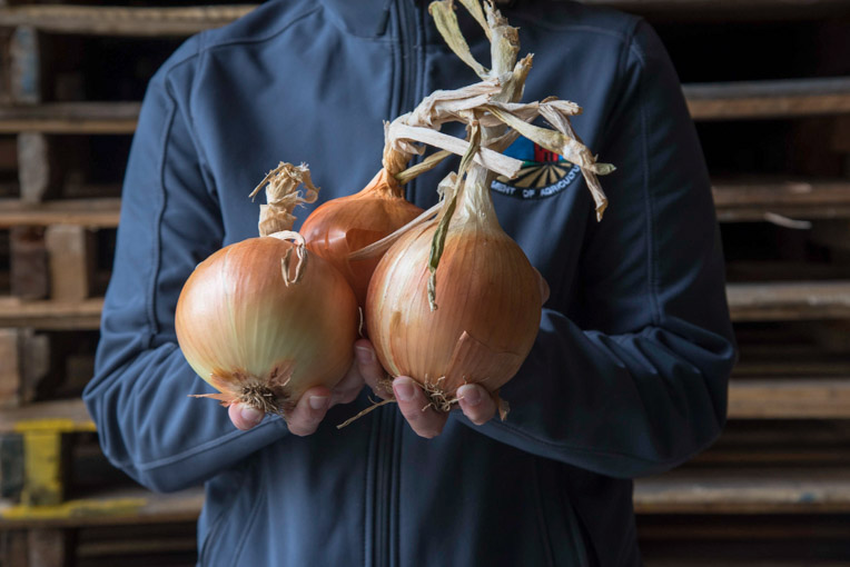 Cebollas amarillas: poniéndole más chiste a la cocina