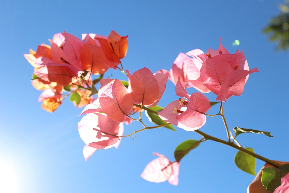 ¿De verdad se come la bugambilia? ¡Sí! Mira sus usos