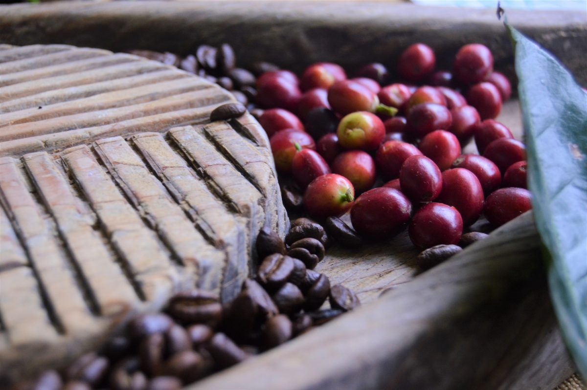 Café de Coatepec, la meca de los cafetales en Veracruz