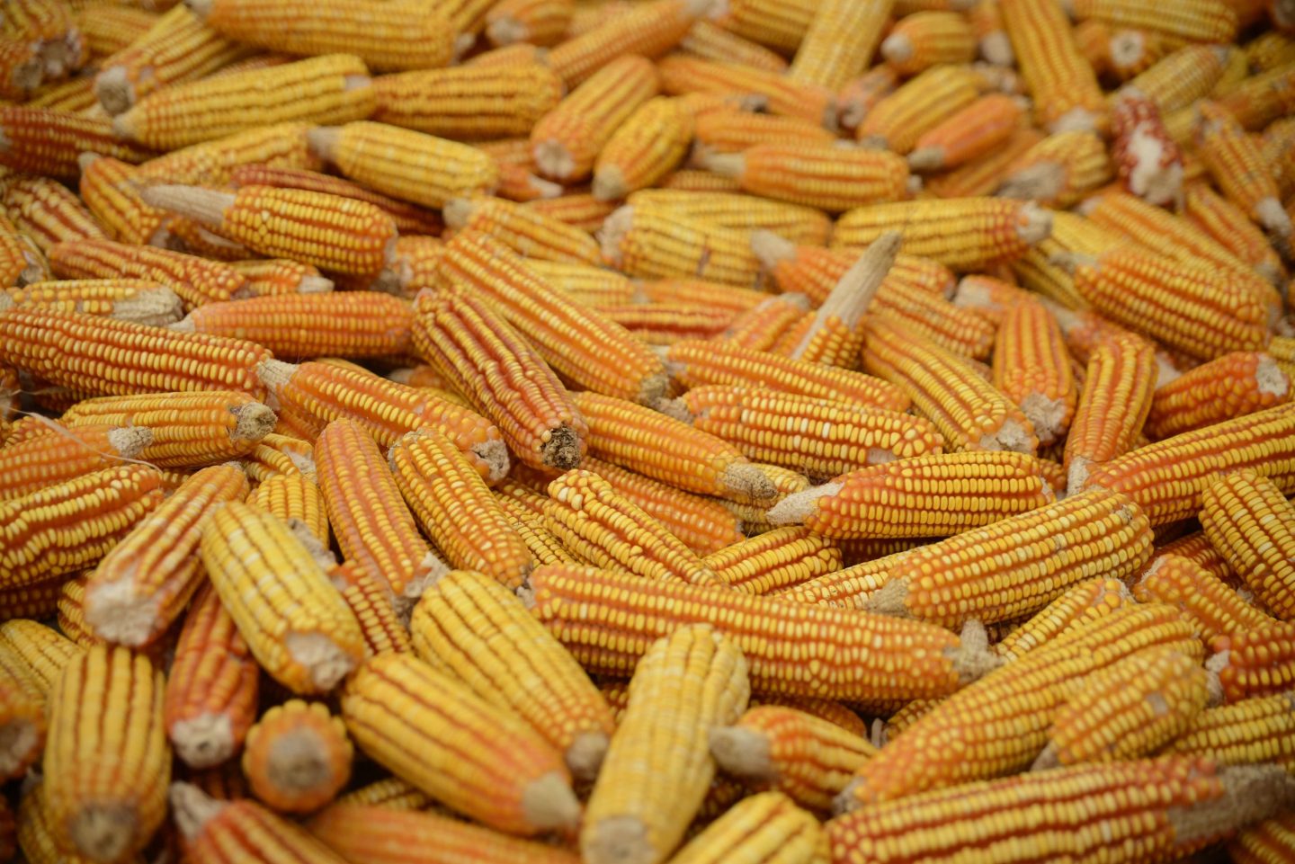 Esta tortillería usa maíz chiapaneco que ayuda a comunidades vulnerables