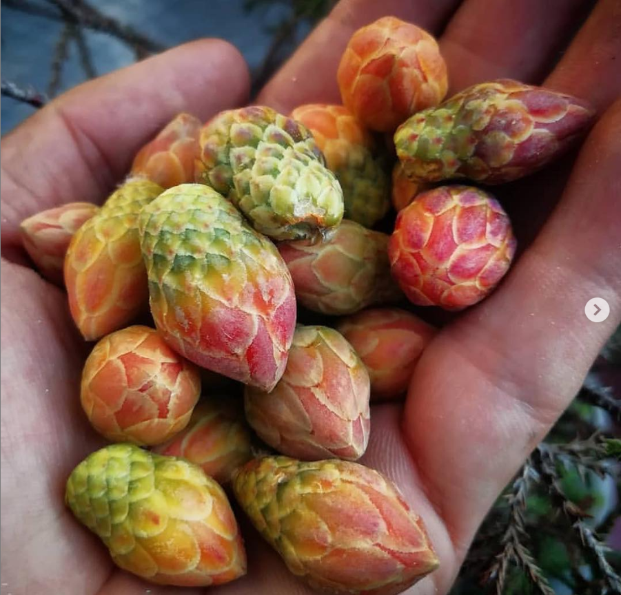 Cabuches, la flor más rica de los cactus en el desierto
