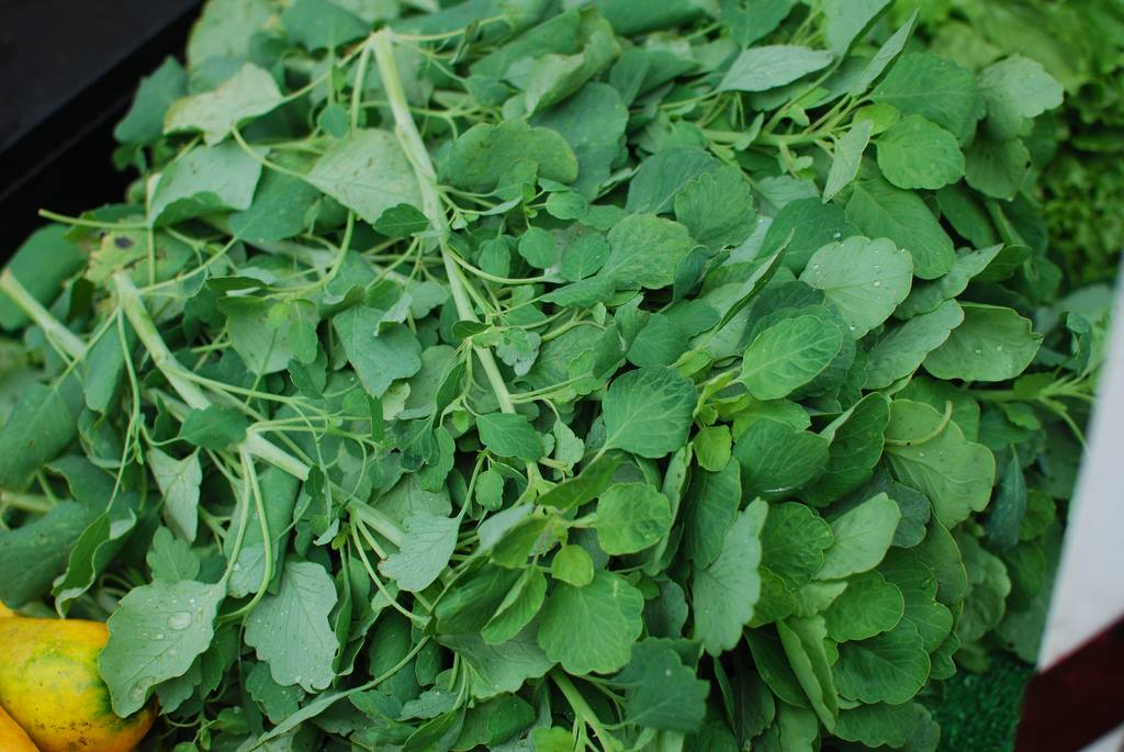 Al pápalo lo amas o lo odias... pero primero conócelo