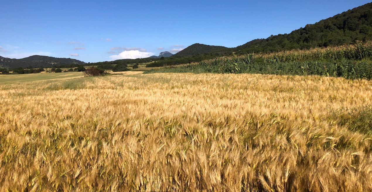 Crearán cerveza en homenaje a los productores de cebada mexicana