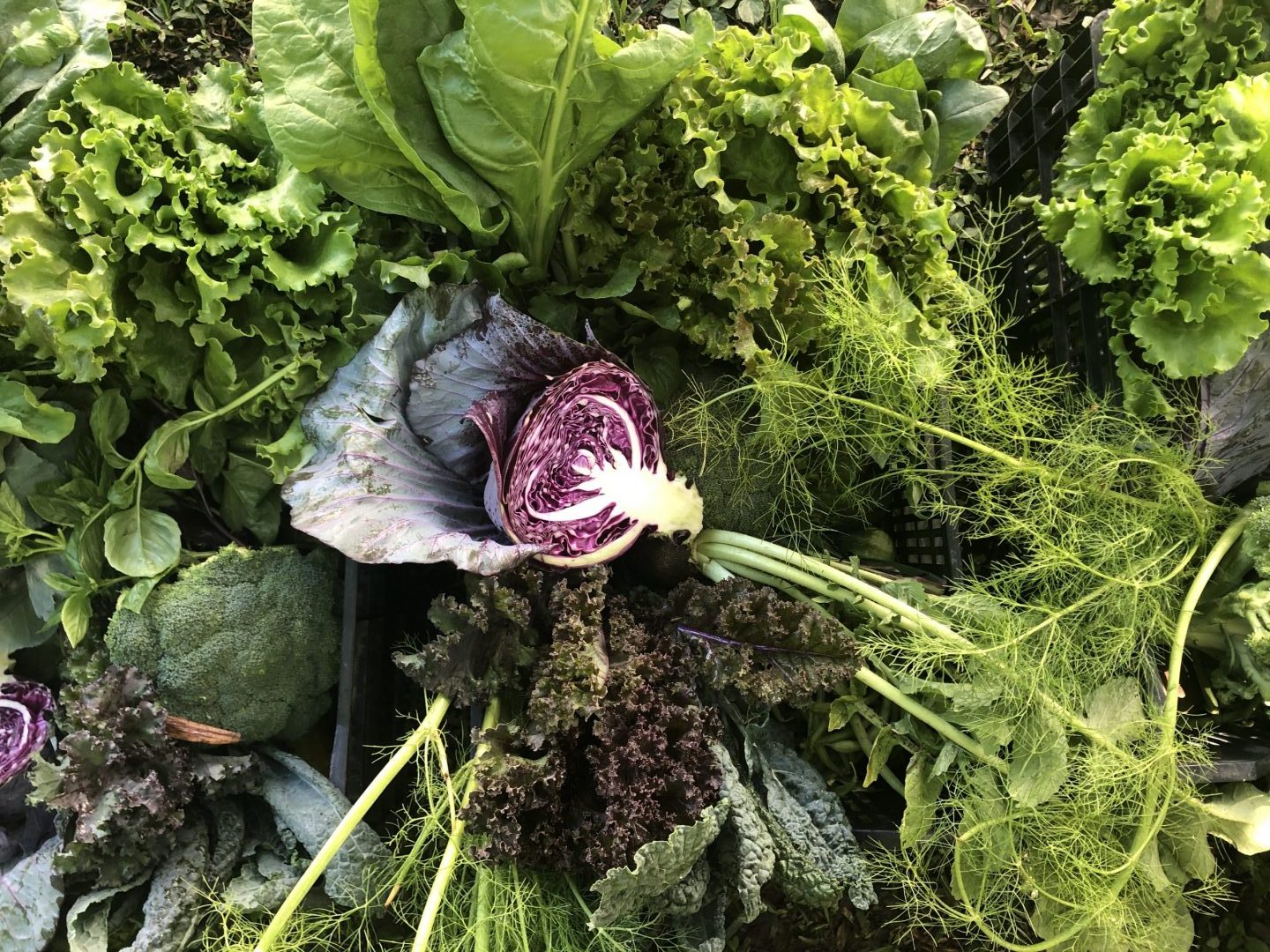 Un paseo por el huerto Tamoanchan, un paraíso de vegetales orgánicos
