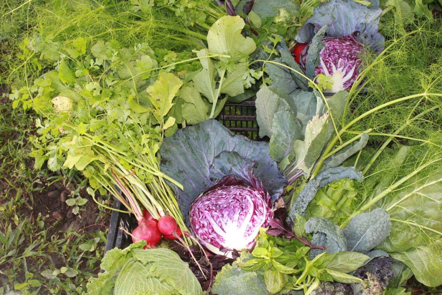 Los 5 vegetales más fáciles de cultivar en casa y sus beneficios