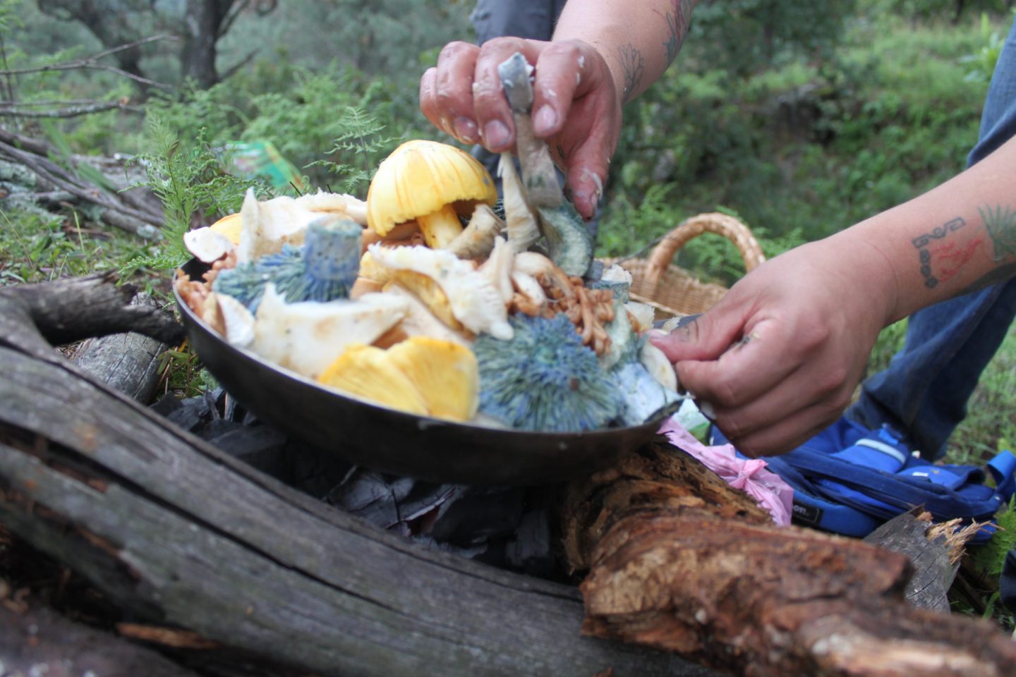 ¡Temporada de lluvias, a recolectar hongos silvestres!