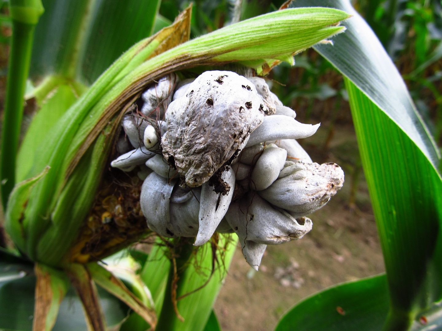 ¿Cómo cocinar huitlacoche? Los mejores tips y una receta