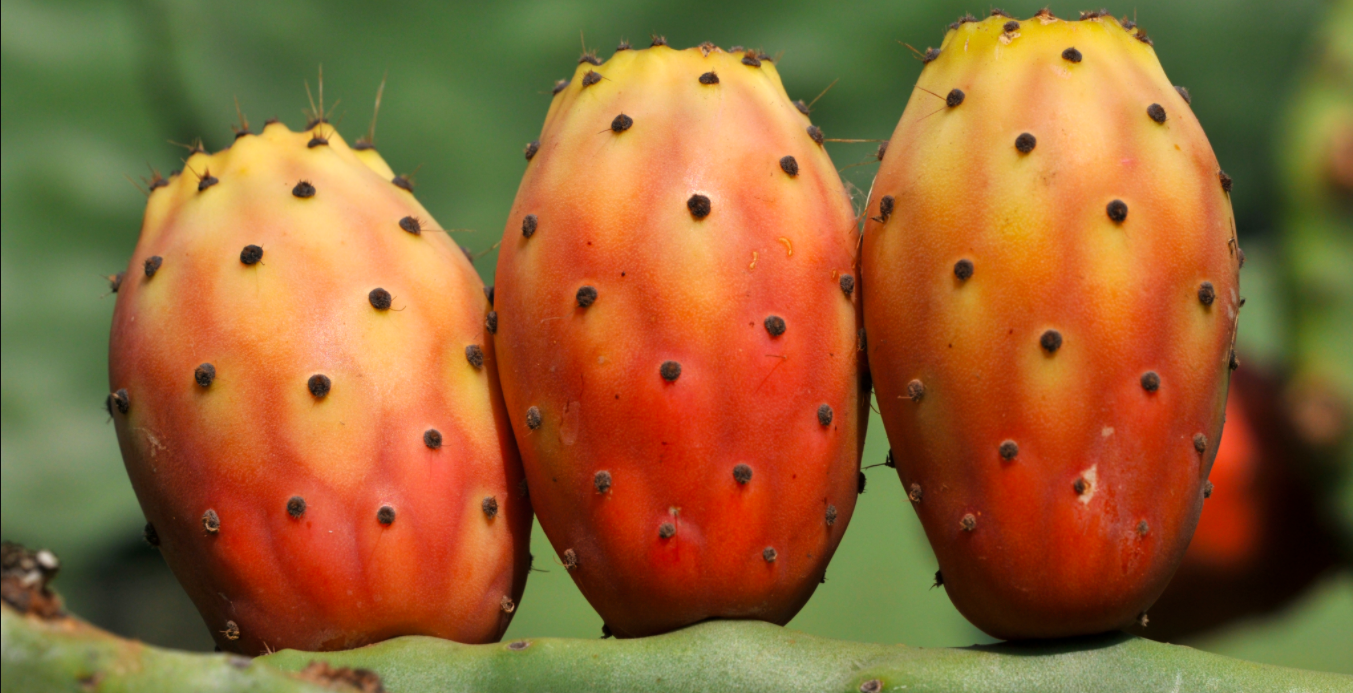 El maravilloso mundo del xoconostle en la vida y la cocina