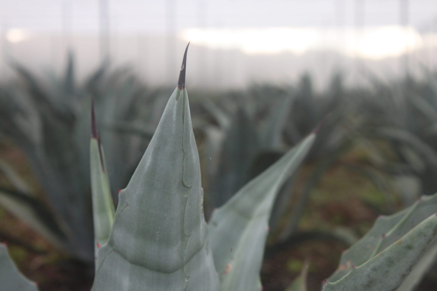 Comiteco, el destilado de agave que te falta conocer