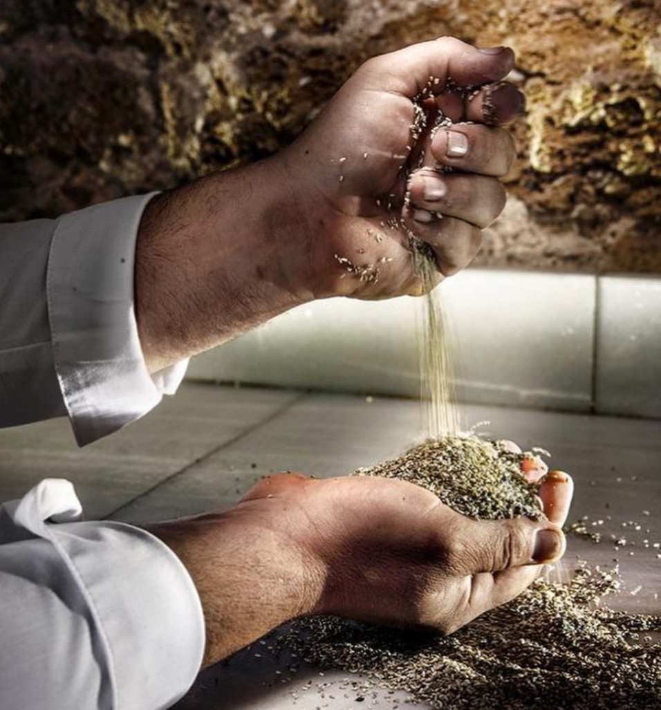 Descubren nuevo cereal que se cultiva bajo el mar