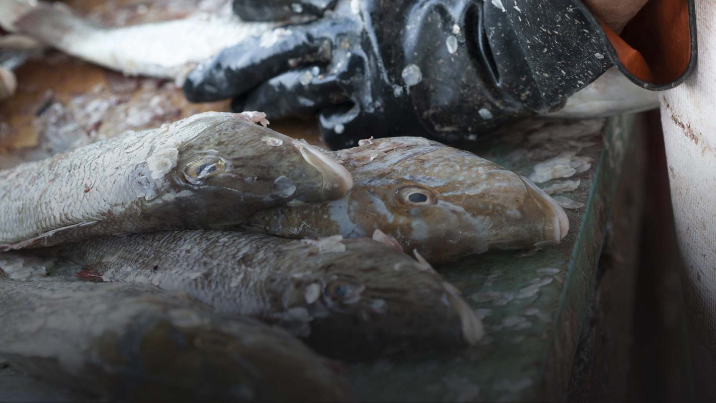 Buen pescado para ti y el medio ambiente: cómo comprar el mejor