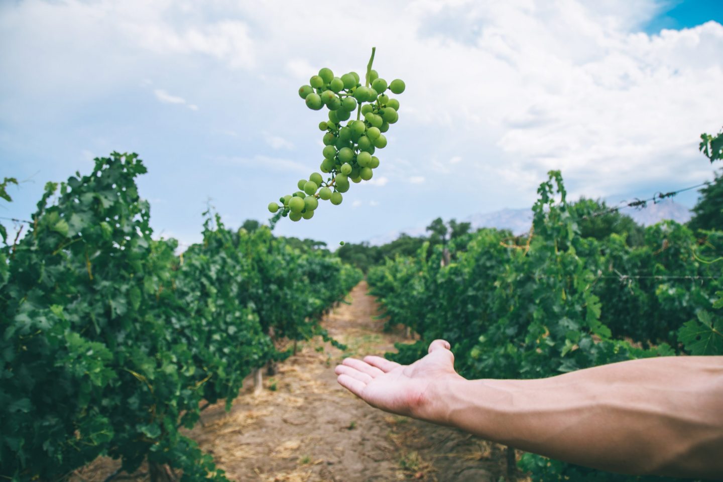 Las regiones vitivinícolas de Argentina que hay que conocer