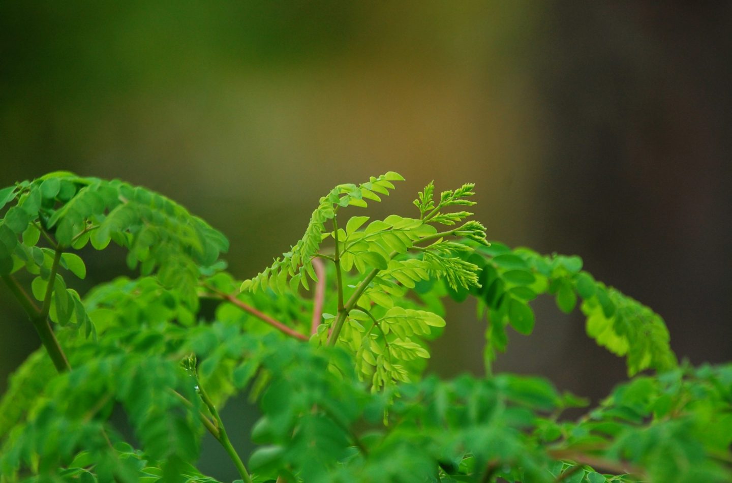 ¿De verdad la moringa es un alimento milagroso?