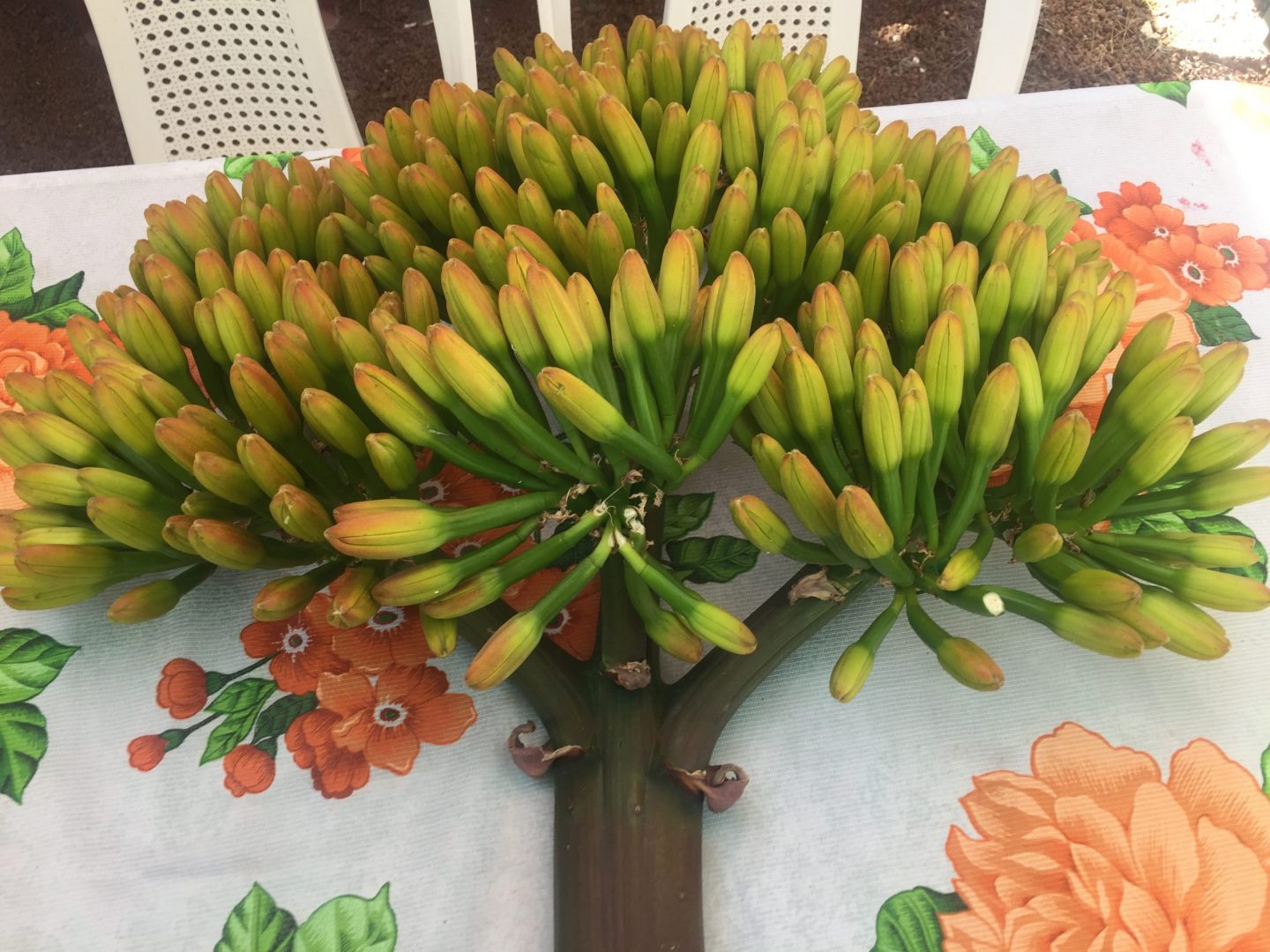 Delicadeza y el color en la cocina: flores en la comida veracruzana