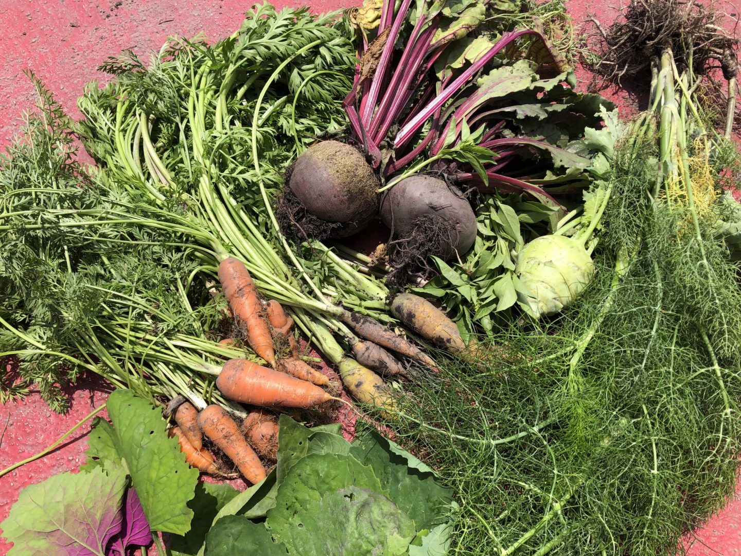 Cultivan hortalizas con robots en las chinampas de Xochimilco