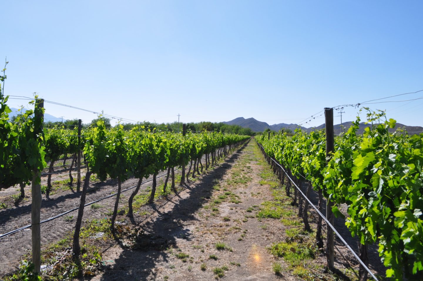 Cuatro Ciénegas, Coahuila: un lugar para comer rico, ver las estrellas y beber vino mexicano