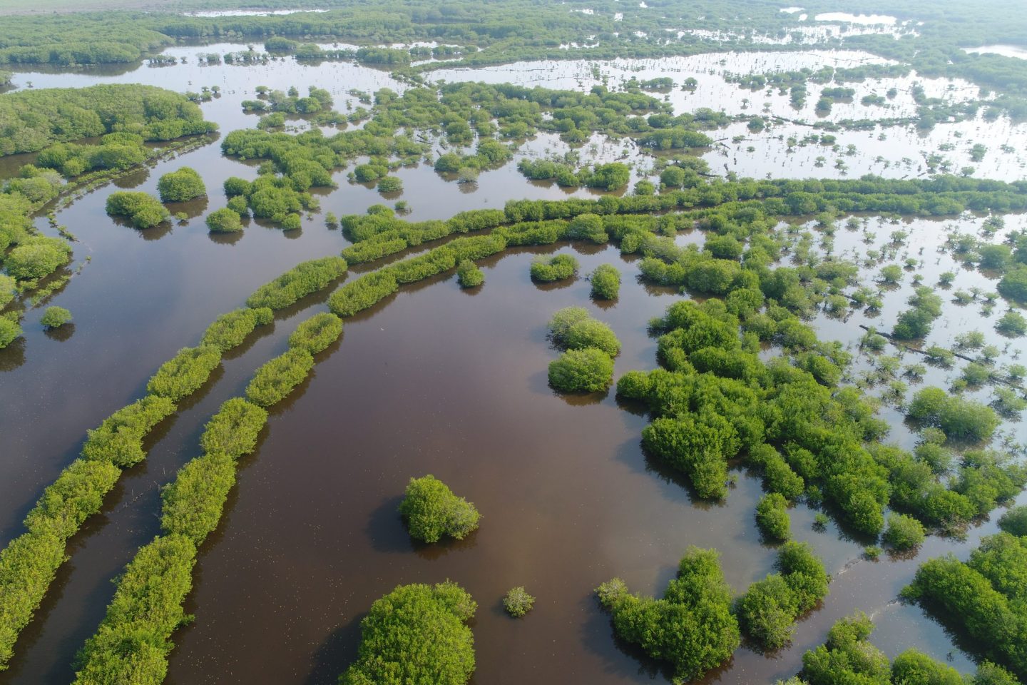 La rehabilitación de manglares en Veracruz que recupera la pesca sustentable y la cocina regional de la laguna de Tamiahua