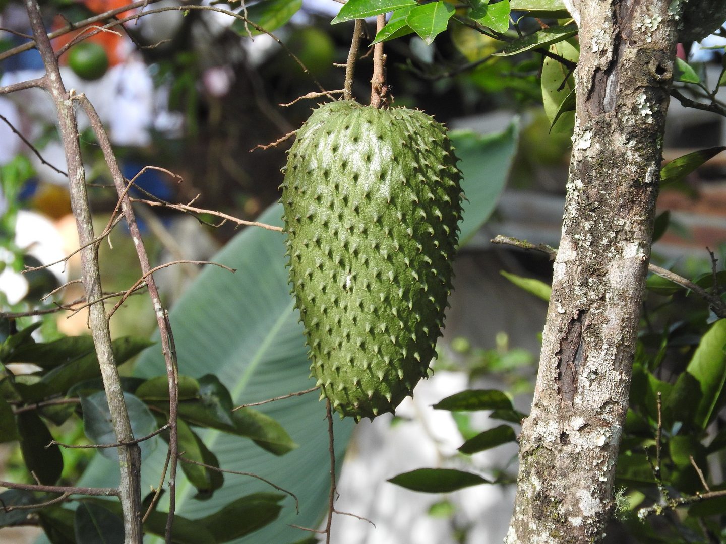 para qué sirven las hojas de guanábana