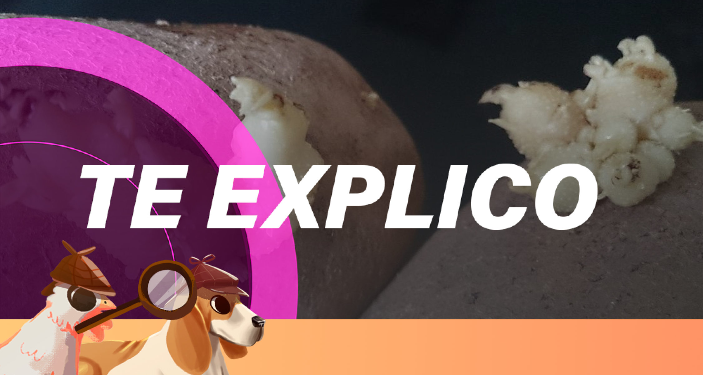 #SabuesoGourmet: Se deben tirar los brotes de las papas viejas