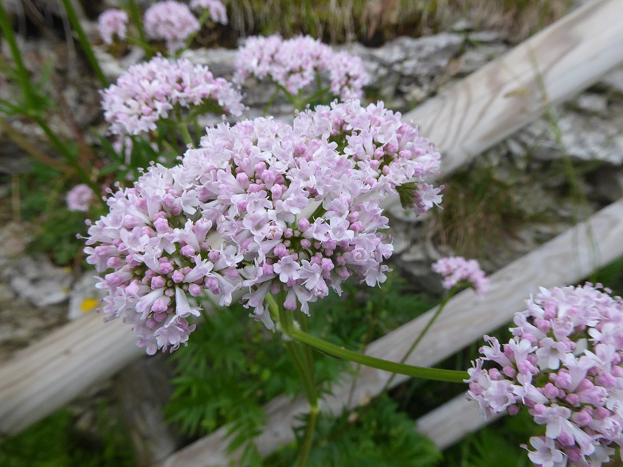 para qué sirve la valeriana