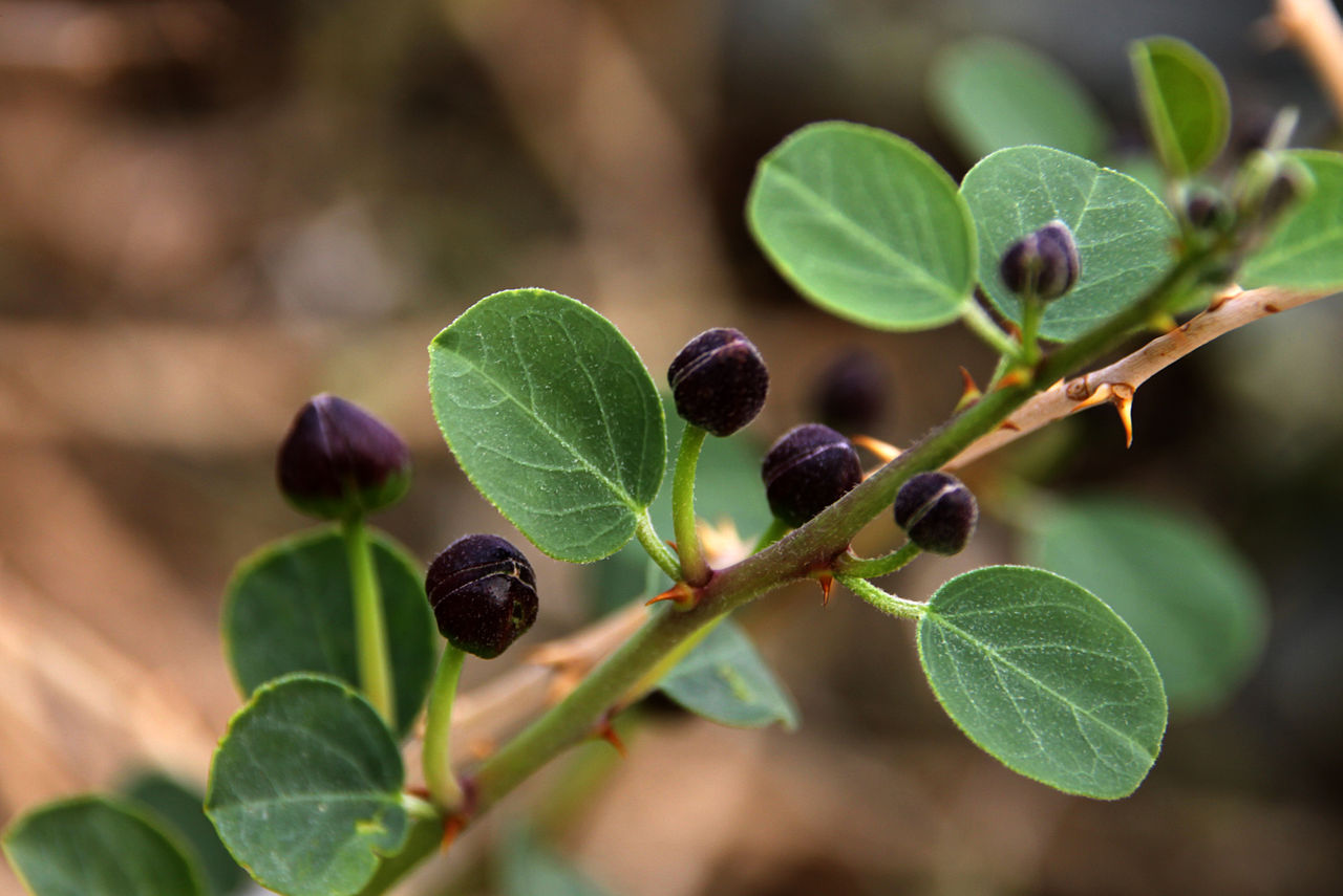 Alcaparras: qué son, cómo cocinar con ellas y 2 recetas