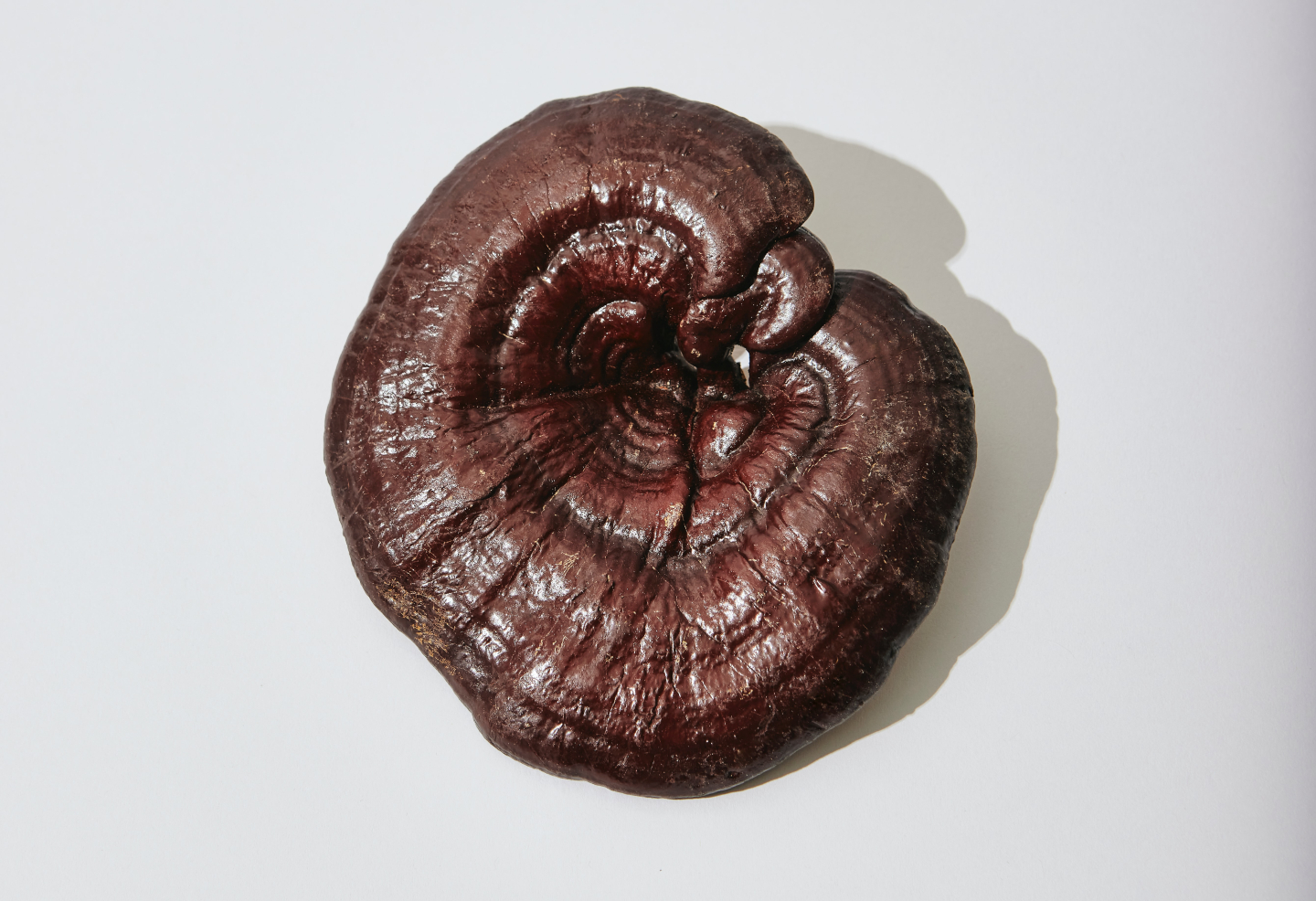 ¿Qué son los adaptógenos y en dónde se pueden encontrar?