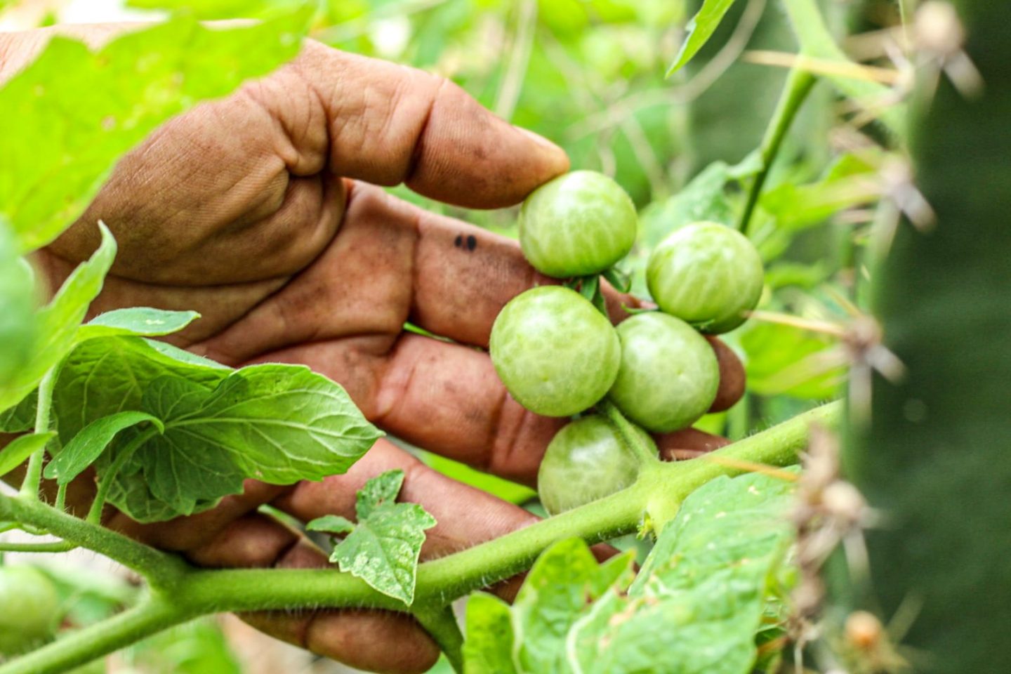 El solar maya U lu'umil Kuxtal… o cómo transformar un jardín en un medio de alimentación y generación de energía ecosustentable