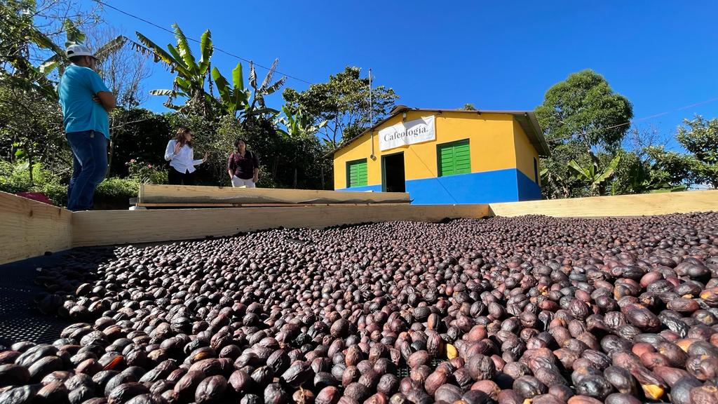 El mundo vive una crisis de café: estas son las iniciativas para proteger a los pequeños cafetaleros en México