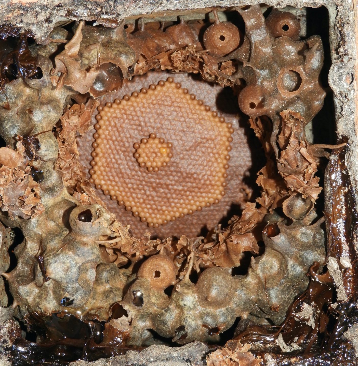 La importancia de las abejas meliponas para la gastronomía, medicina tradicional y culturas mexicanas