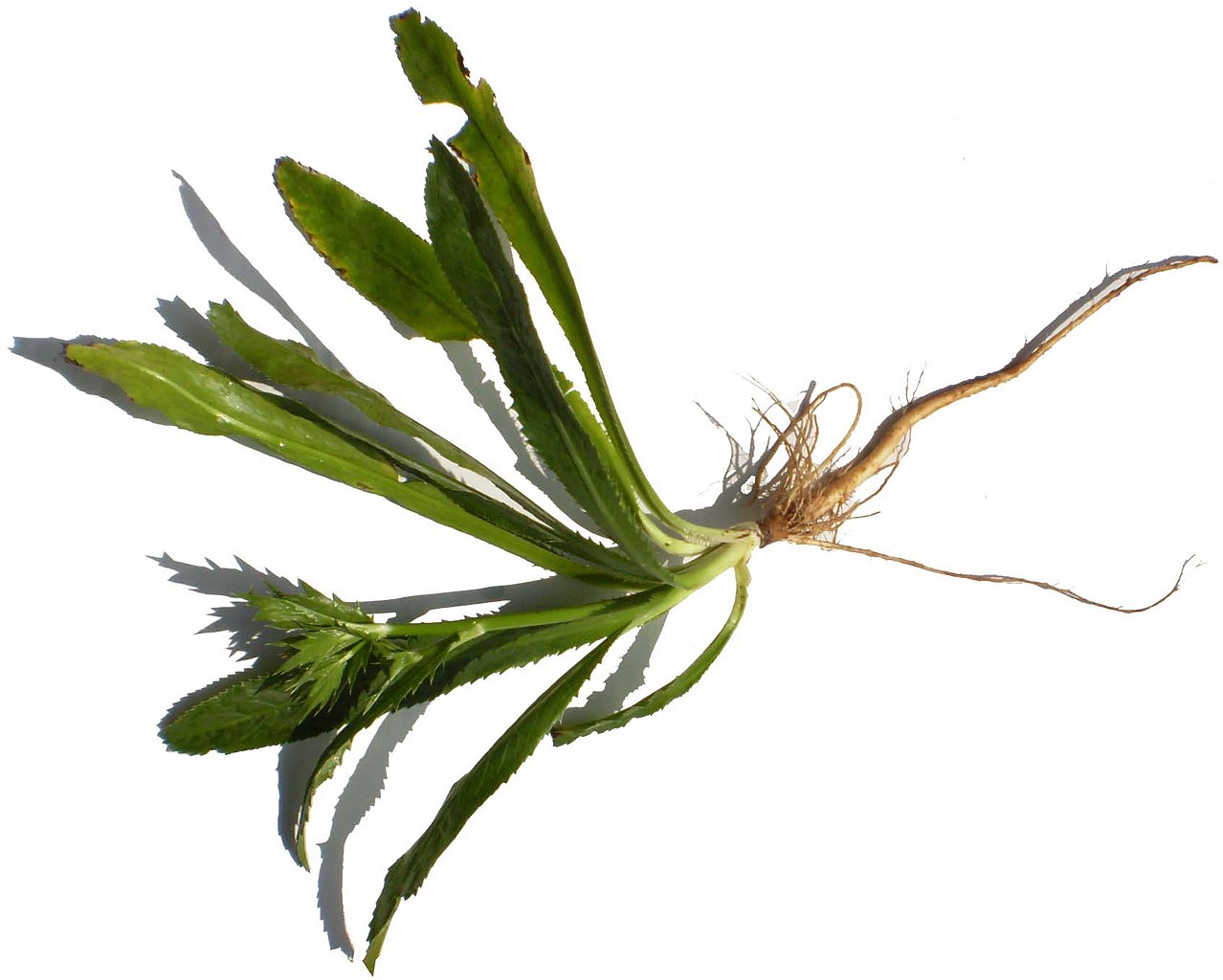 Qué es el culantro, en qué se diferencia del cilantro y cómo usarlo