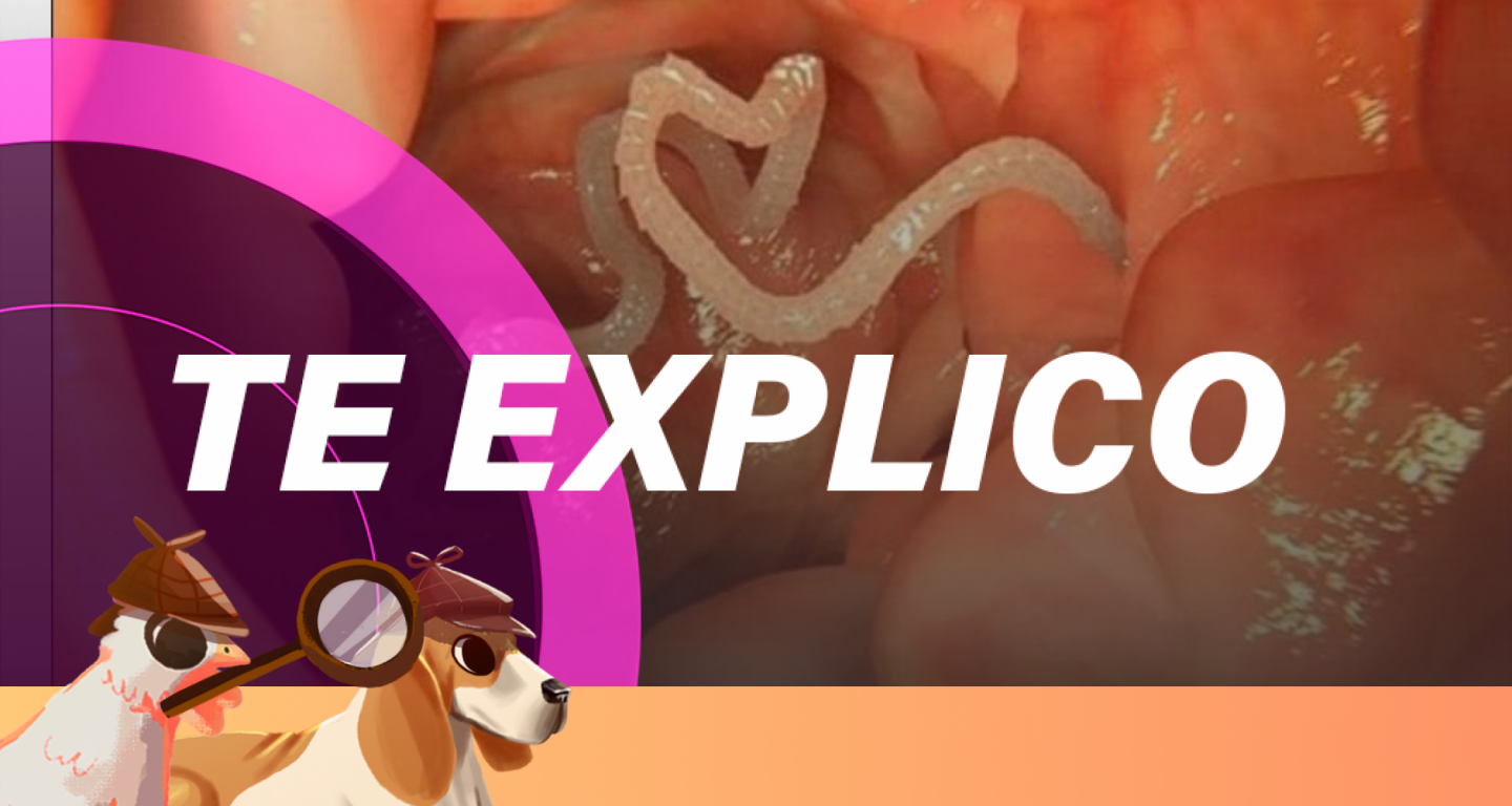 #SabuesoGourmet: la dieta de la tenia, sus peligros y riesgos a la salud