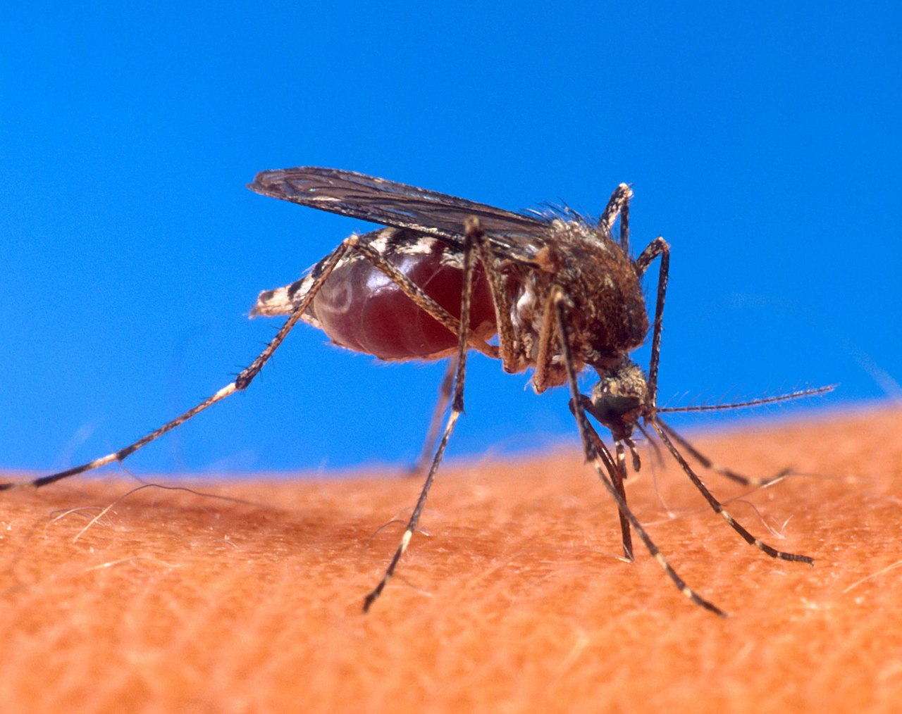 Aprende a ahuyentar los mosquitos de tu parrillada con estos tips