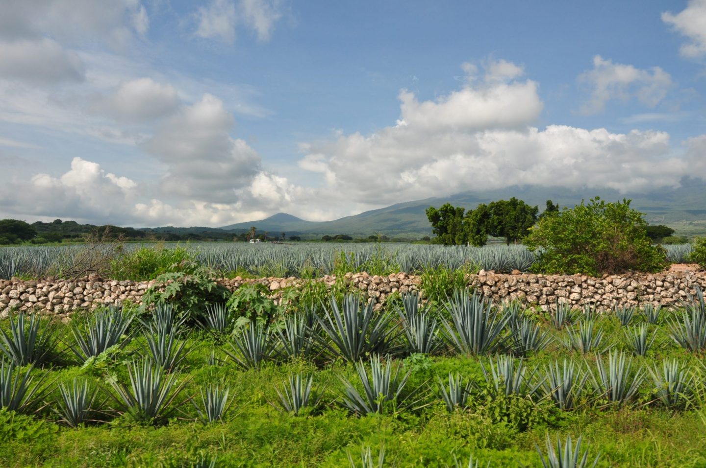 En este Día Mundial del Tequila, conoce más de este destilado 