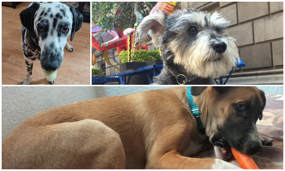 ¡Guau, guau! Cuáles son las mejores (y peores) *frutas y verduras para tus perritos*