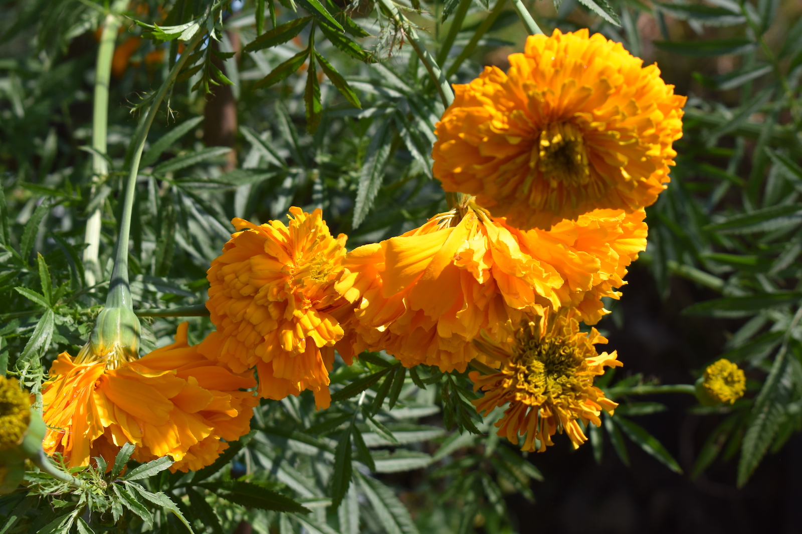 ¡Aquí nada se desperdicia! Aprende a cocinar cempasúchil